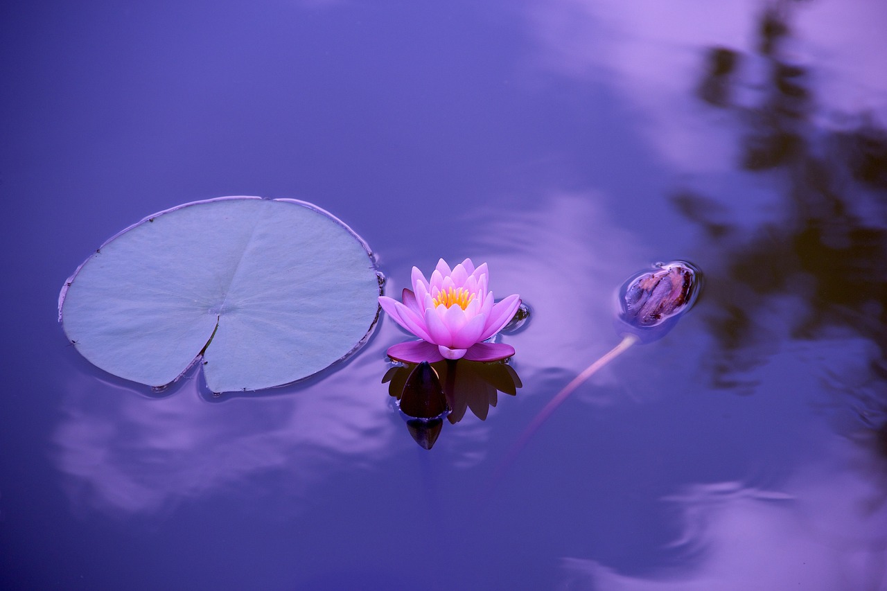 role-01 lotus, flower, lily pad, flower background, pond, aquatic plants, lotus flower, bloom, blossom, flora, calm water, water, nature, beautiful flowers, zen, elegant, asia, floral, lily, garden, pink, meditation, timeless, flower wallpaper, divine, international yoga day, yoga