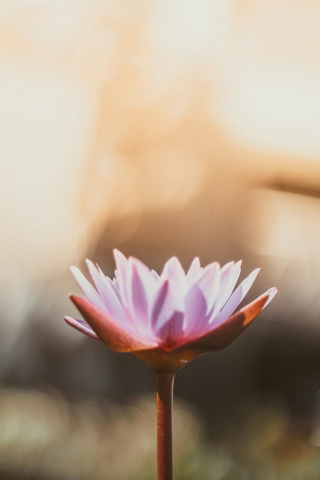 Pink orange flower